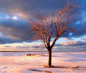 Preview wallpaper tree, snow, fence, desert