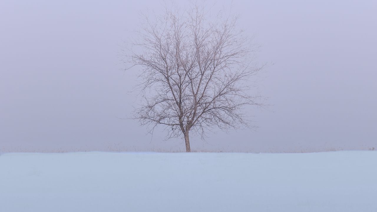 Wallpaper tree, snow, field, winter, minimalism, nature