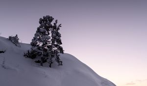 Preview wallpaper tree, snow, hill, lake, ice, winter