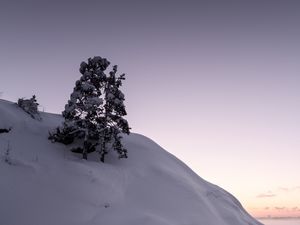 Preview wallpaper tree, snow, hill, lake, ice, winter