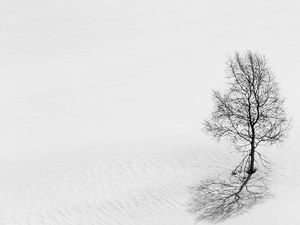 Preview wallpaper tree, snow, minimalism, bw, winter