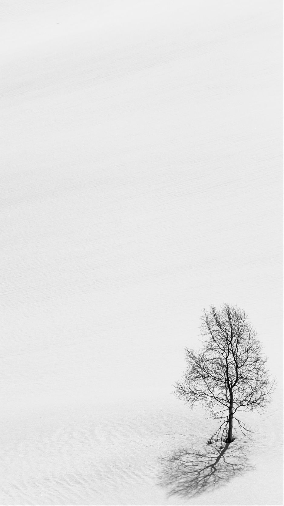 Download wallpaper 938x1668 tree snow minimalism bw winter iphone  876s6 for parallax hd background