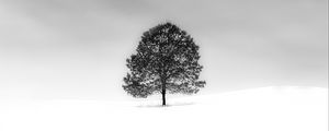 Preview wallpaper tree, snow, minimalism, bw, nature