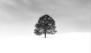 Preview wallpaper tree, snow, minimalism, bw, nature