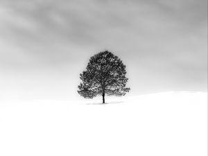 Preview wallpaper tree, snow, minimalism, bw, nature