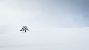 Preview wallpaper tree, snow, minimalism, winter, white