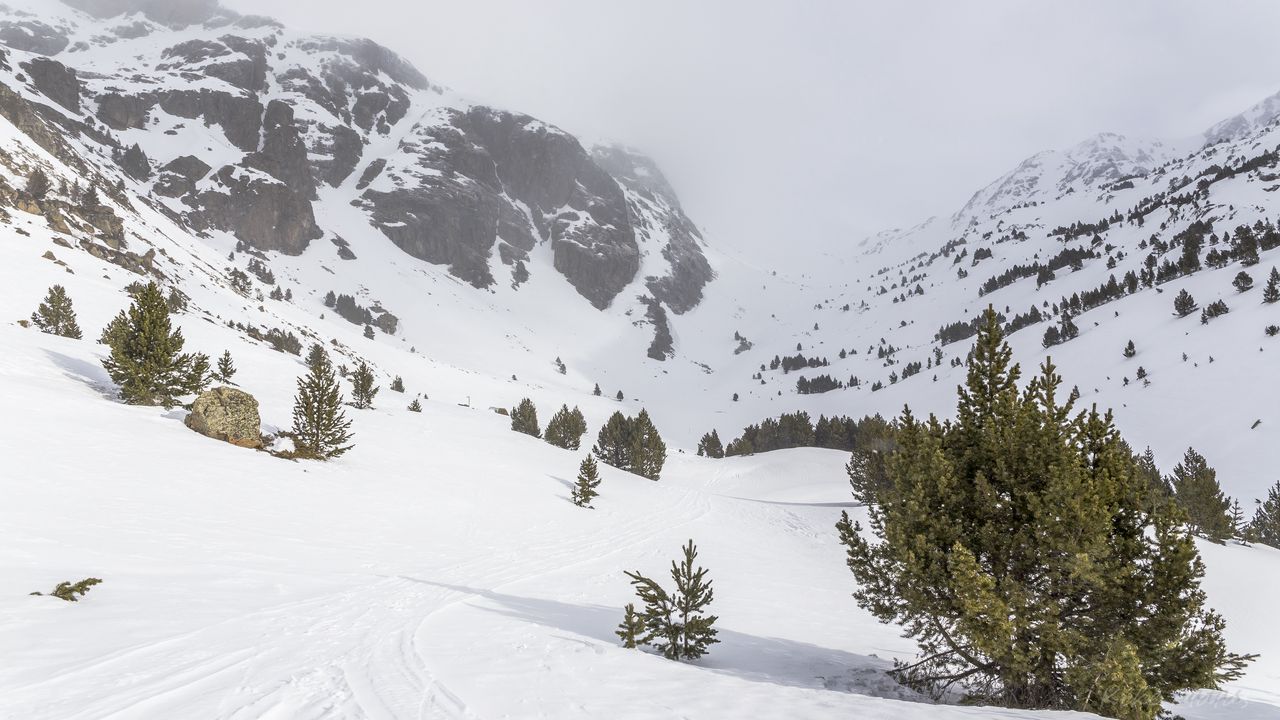 Wallpaper tree, snow, mountain, slope