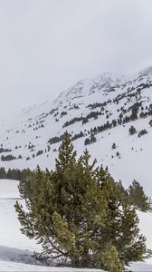 Preview wallpaper tree, snow, mountain, slope