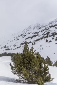 Preview wallpaper tree, snow, mountain, slope
