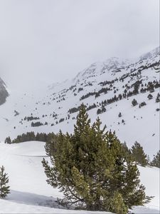 Preview wallpaper tree, snow, mountain, slope