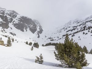 Preview wallpaper tree, snow, mountain, slope