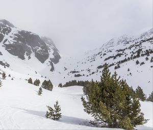 Preview wallpaper tree, snow, mountain, slope