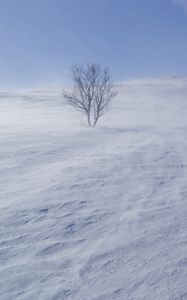 Preview wallpaper tree, snow, wind, fog