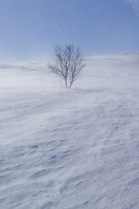 Preview wallpaper tree, snow, wind, fog