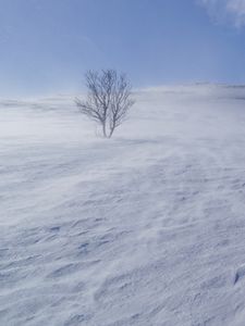 Preview wallpaper tree, snow, wind, fog