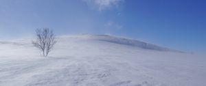 Preview wallpaper tree, snow, wind, fog
