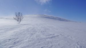 Preview wallpaper tree, snow, wind, fog