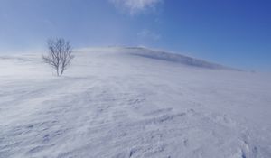 Preview wallpaper tree, snow, wind, fog