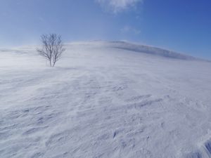 Preview wallpaper tree, snow, wind, fog