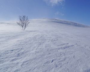 Preview wallpaper tree, snow, wind, fog