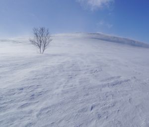 Preview wallpaper tree, snow, wind, fog