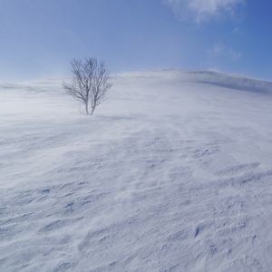 Preview wallpaper tree, snow, wind, fog