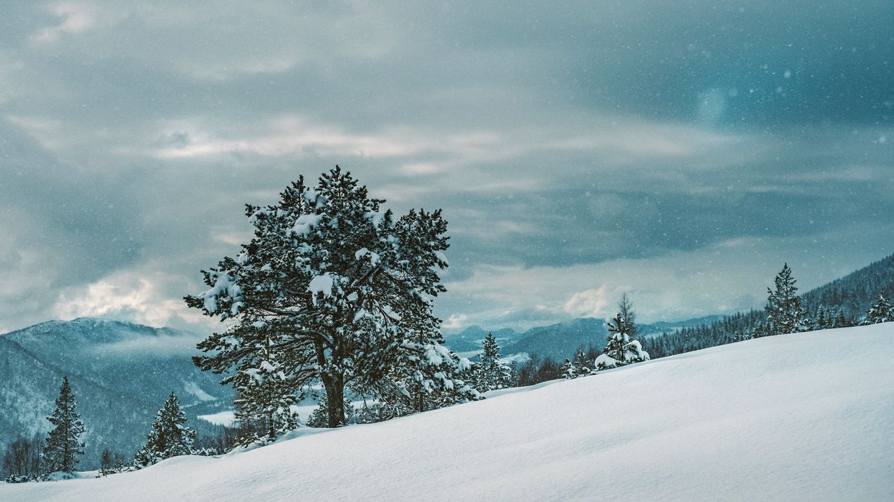 Wallpaper tree, snow, winter