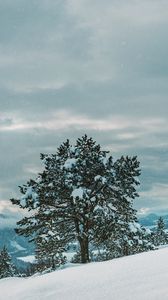 Preview wallpaper tree, snow, winter