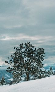 Preview wallpaper tree, snow, winter