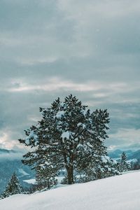 Preview wallpaper tree, snow, winter