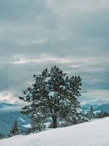 Preview wallpaper tree, snow, winter