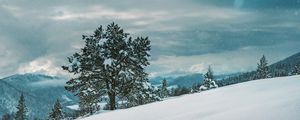 Preview wallpaper tree, snow, winter