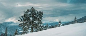Preview wallpaper tree, snow, winter