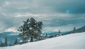 Preview wallpaper tree, snow, winter