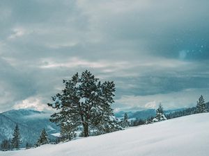Preview wallpaper tree, snow, winter