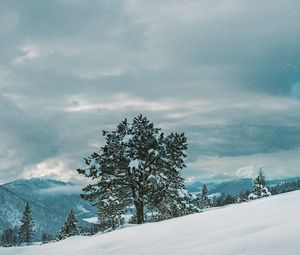 Preview wallpaper tree, snow, winter