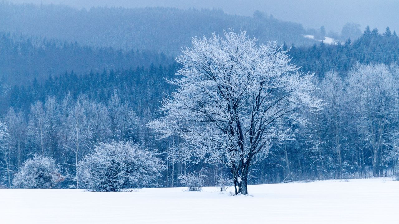 Wallpaper tree, snow, winter, forest