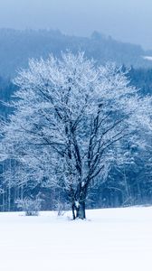 Preview wallpaper tree, snow, winter, forest