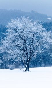 Preview wallpaper tree, snow, winter, forest