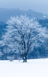 Preview wallpaper tree, snow, winter, forest