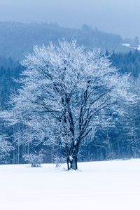 Preview wallpaper tree, snow, winter, forest