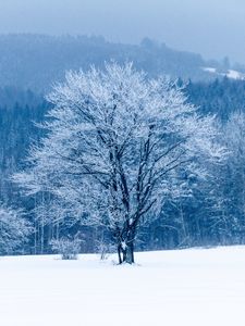 Preview wallpaper tree, snow, winter, forest