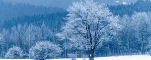 Preview wallpaper tree, snow, winter, forest