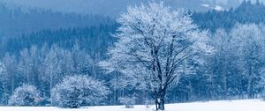 Preview wallpaper tree, snow, winter, forest