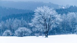 Preview wallpaper tree, snow, winter, forest