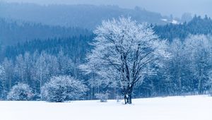 Preview wallpaper tree, snow, winter, forest