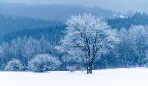 Preview wallpaper tree, snow, winter, forest