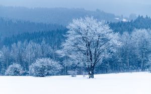 Preview wallpaper tree, snow, winter, forest