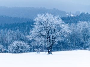 Preview wallpaper tree, snow, winter, forest