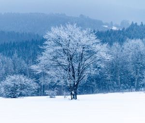Preview wallpaper tree, snow, winter, forest